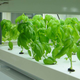 Illustration for article titled Compact Hydroponics Cube Turns an Extra Parking Spot Into a Vegetable Farm